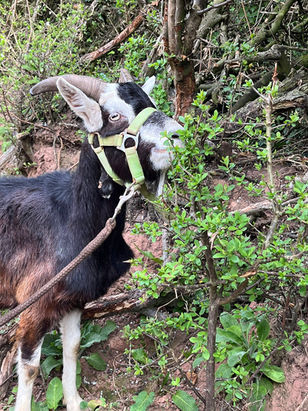 Billy Goat