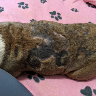 British Bulldog, Mange