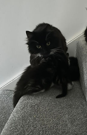 Black and White Cat