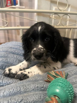 Springer Spaniel Puppy
