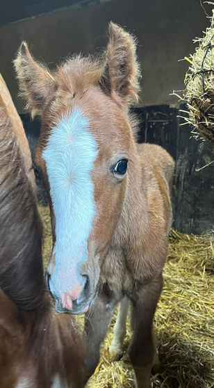 Foal
