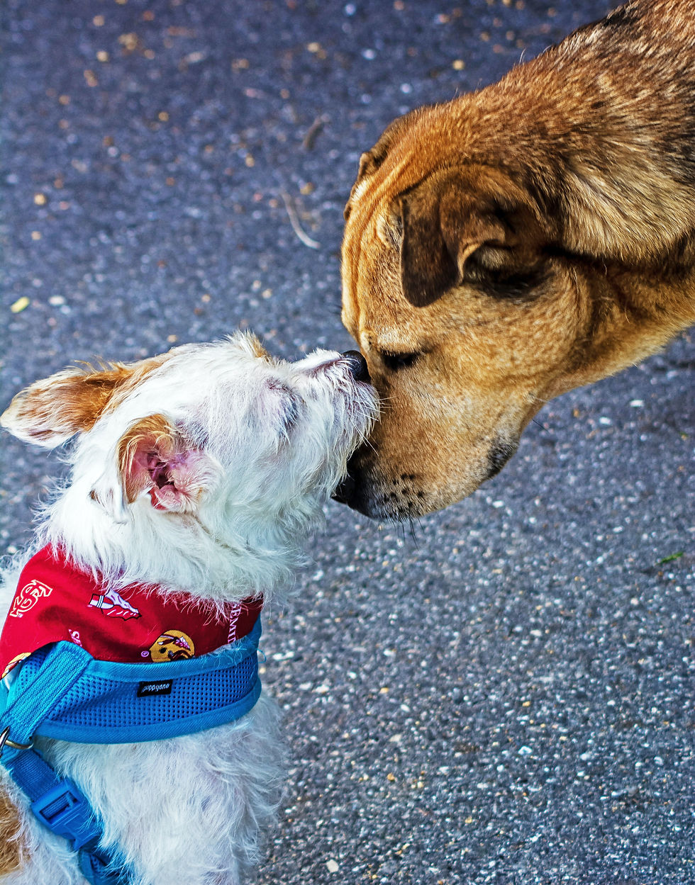 2 dogs saying hello to each other