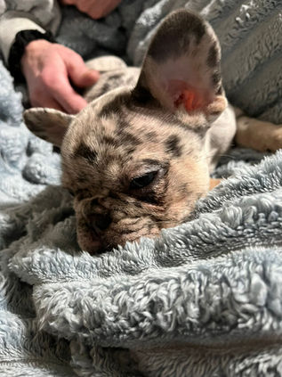 French Bulldog Puppy
Frenchie