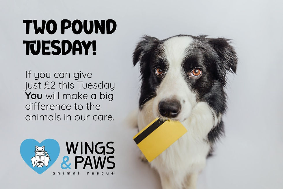 Two Pound Tuesday