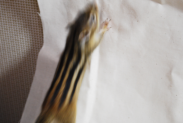 DSC_4755.png