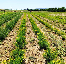 Plantes aromatiques