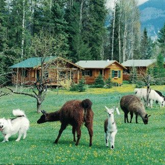 Llama's at Hillside Lodge