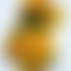 Don't Fear the Avocado