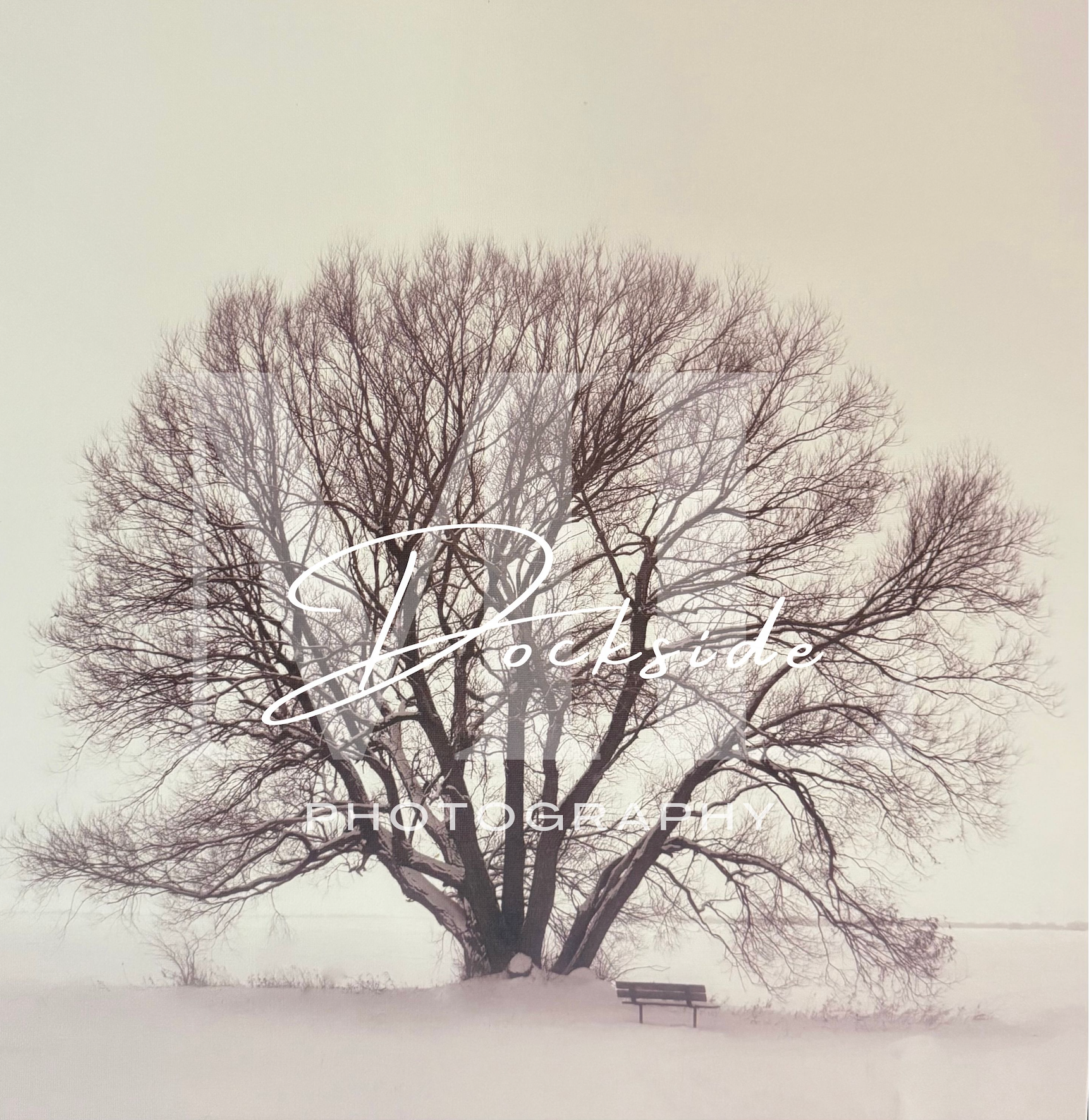 Solitude 20 x 20 Black and White canvas