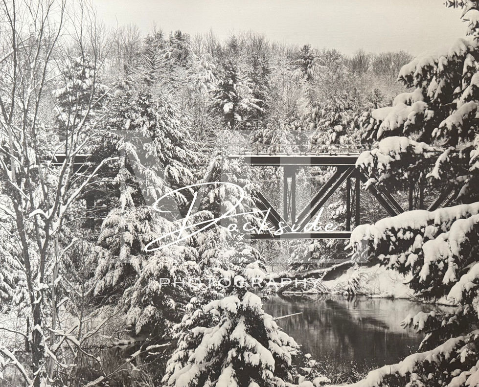 Winter Beauty