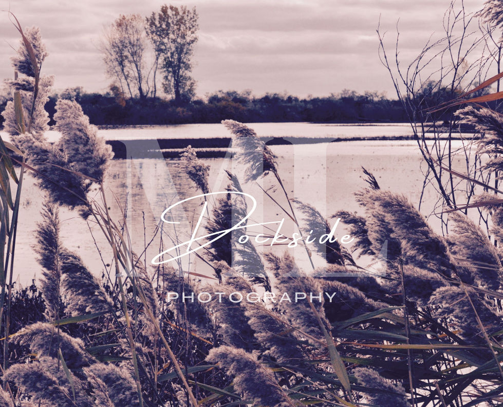 McGeachy’s Pond