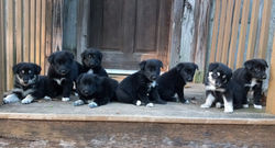 6 Week olds