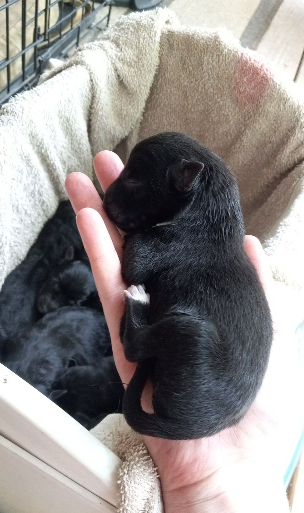 Sweet Raven baby