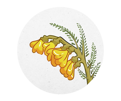 Website assets (3).png