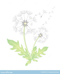 pissenlit-illustration-de-vecteur-22021747_edited.jpg
