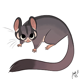 leadbeaterpossumstagram.png