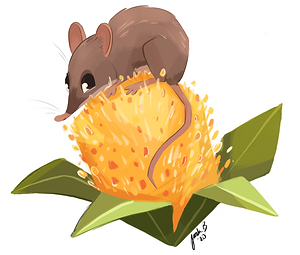 Honey_Possum.png