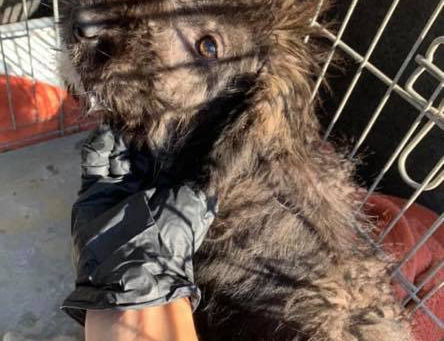 Josie found her forever home