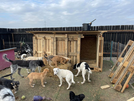 New Houses! 09/10/2021