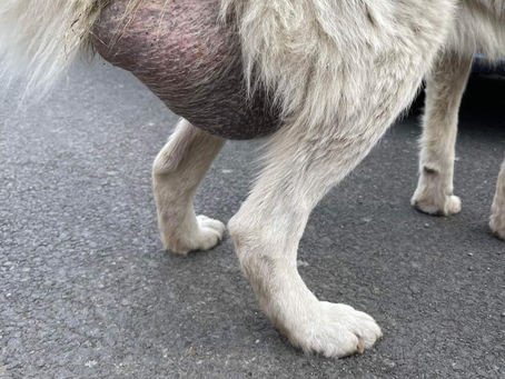 Urgent Surgery needed