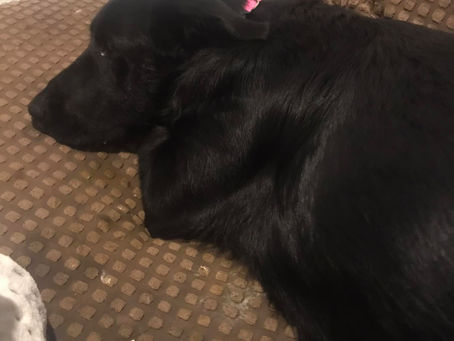 Hulk found his forever home!!