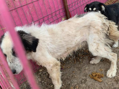 Cookie then, Cookie now