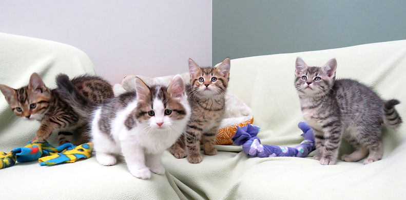kittens.jpeg