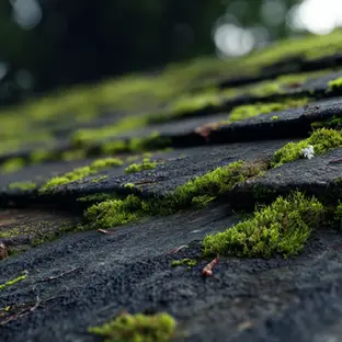 Moss on roof shingles Cape Cod