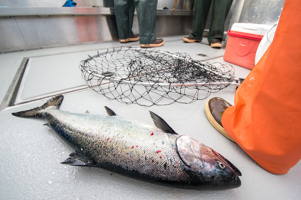 Catching a King salmon in Sitka, Alaska