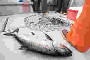 sport fishing charters in sitka alaska, sitka fishing charters, sitka alaska fishing, sitka fishing
