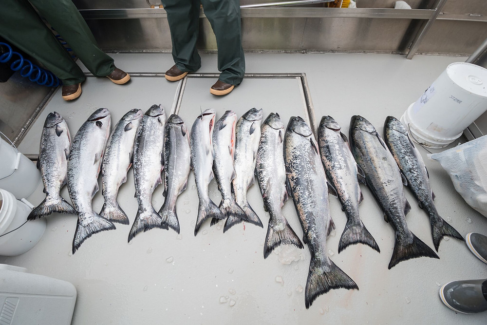 southeast alaska fishing charters, southeast alaska fishing lodges, saltwater fishing charters sitka, saltwater fishing guides sitka alaska, sitka alaska fishing