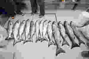 Sitka Alaska Fishing Charters
