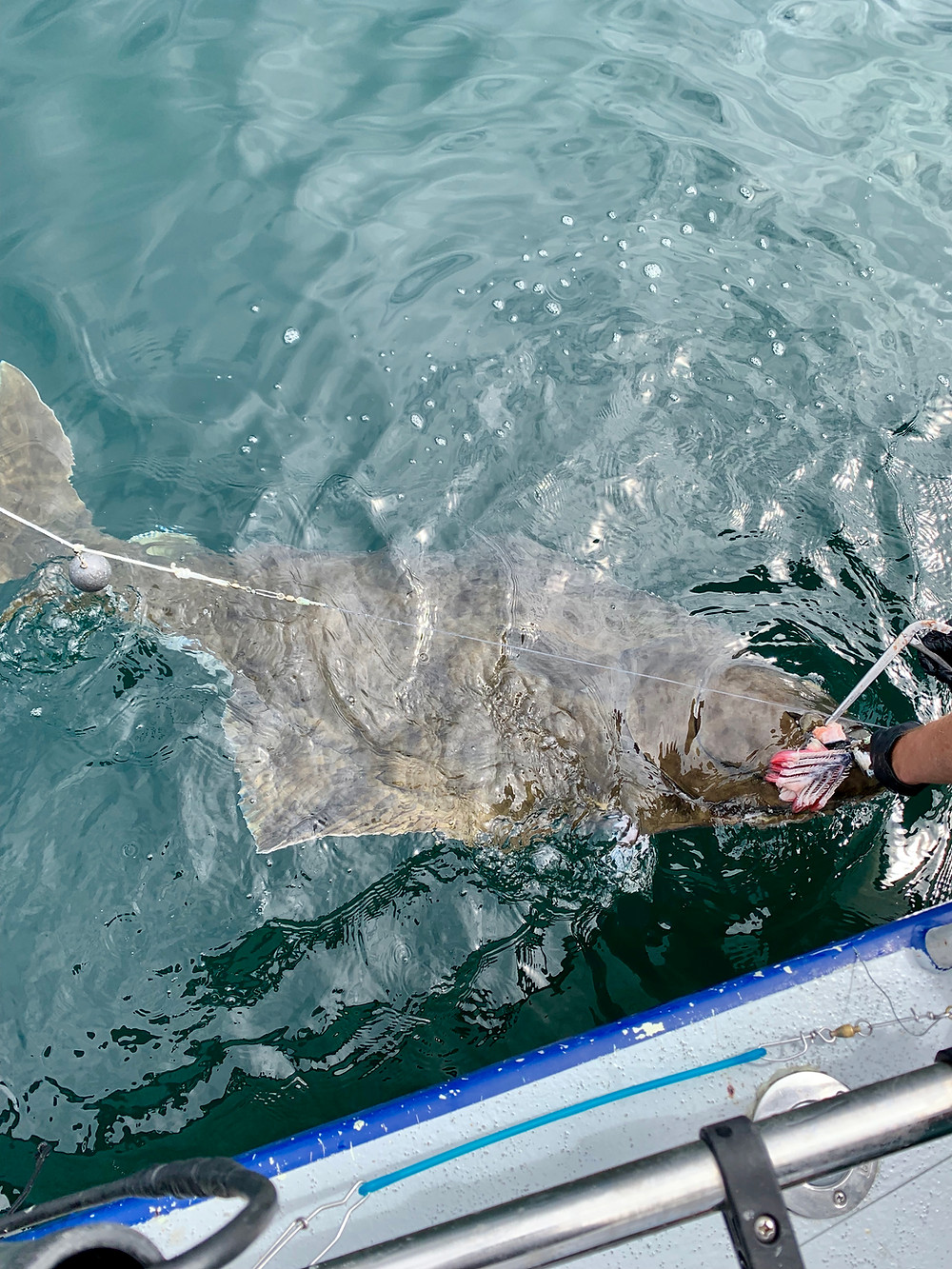 halibut fishing Sitka Alaska
