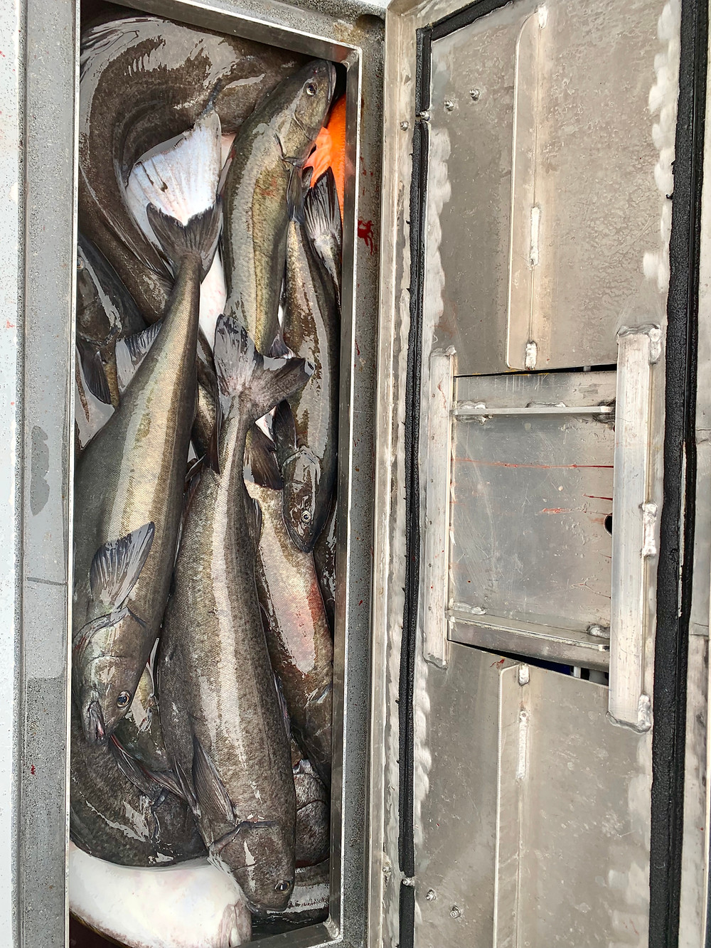 black cod