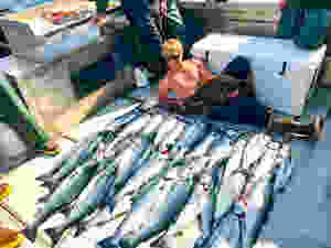Silver salmon fishing in alaska