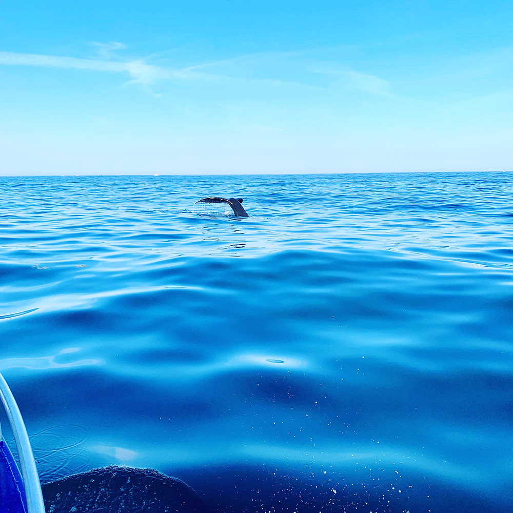 Humpback whale fluking