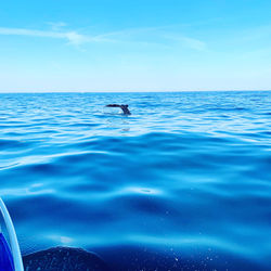 Humpback Whale Fluking