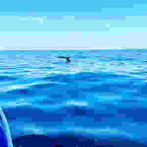 Humpback whale fluking