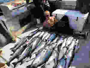 Silver salmon fishing trips alaska