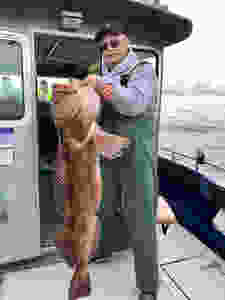 Lingcod fishing in Sitka Alaska