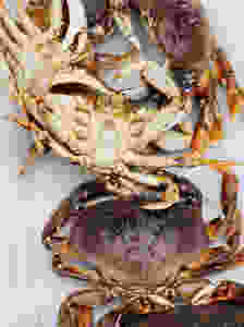 dungeness crab in sitka alaska