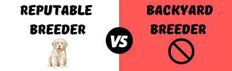 Backyard breeder, Puppy mill, vs ethical breeder.