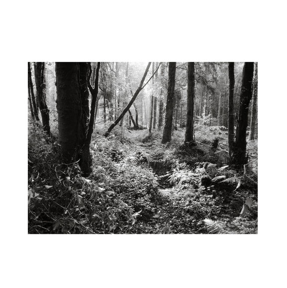 Black And White Forest Print, Black And White Photography Wall Art, Photography Prints Nature, Nature Wall Art Forest, Forest Wall Art Print 