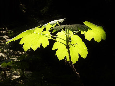 Devils Club plants