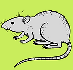rat.png