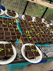 papaya seedlings