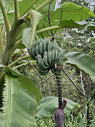 Blue bananas