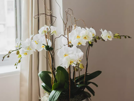 Understand the Meaning of Popular Feng Shui Symbols