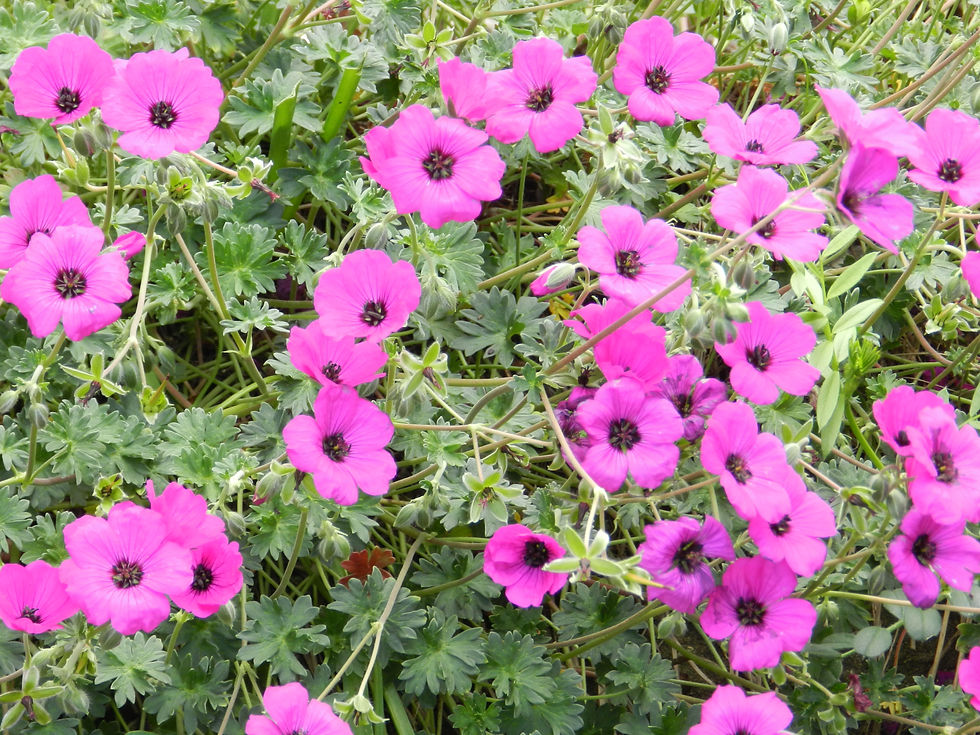 DSCN4237.JPG