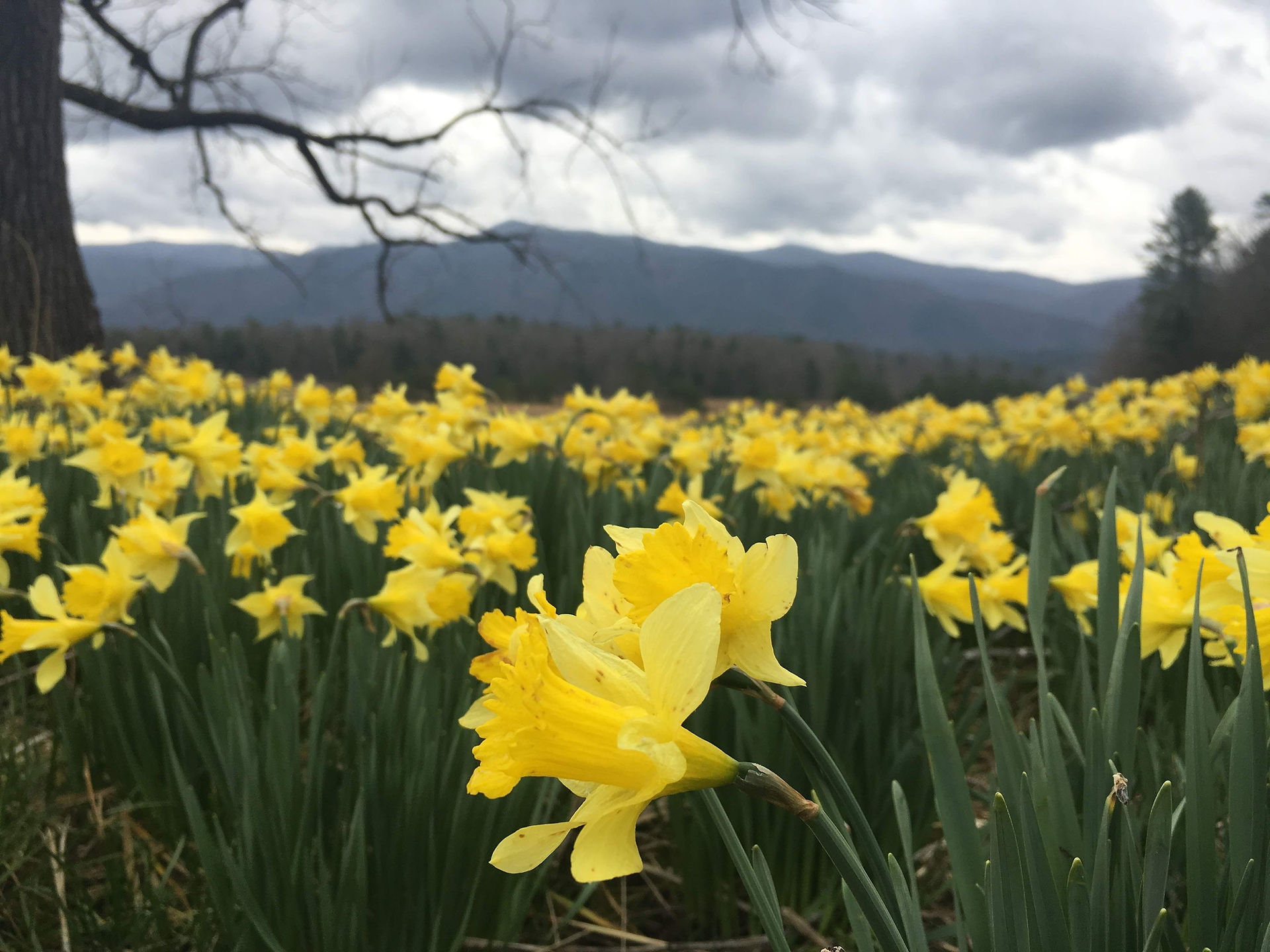 cades cove dandelions